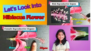 SCIENCE PROJECT | Hi Kids, Let's Learn on Hibiscus Flower (Part 2 of Plant) | SCIENCE EXPERIMENT Hibiscus Flower Dissection Scienceproject Scienceexperiment Study Hibiscus