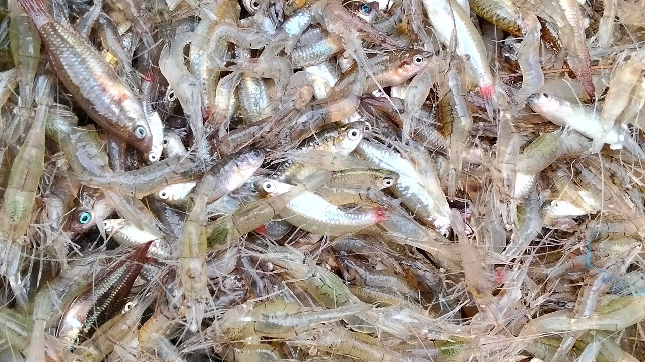 ใส่ลอบดักกุ้งในนา