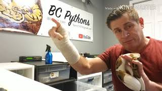BC PYTHONS GIVEAWAY PLAYLIST