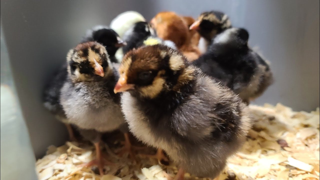 How To Care For Baby Chicks [Day One] YouTube