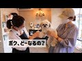 【かわいい】もふもふシーズーをドッグサロンのトリミングでぬいぐるみにしてきましたw / I took the fluffy Shih Tzu for trimming!