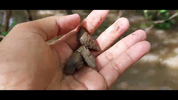 Hành trình trải nghiệm bắt ốc len rừng Đất Mũi Cà Mau!