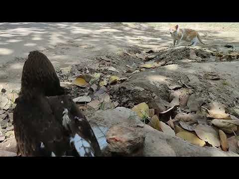 (Eagle daily routine) black kite Vs street cat
