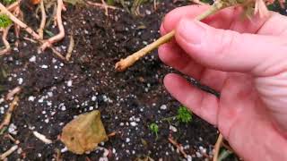Organic Grow Room Grow #4