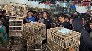 KIOS VIRAL MURAI BATU MURAH ADA DISINI !!! MURAI TROTOL DAN MURAI GACORAN SUPER MEWAH