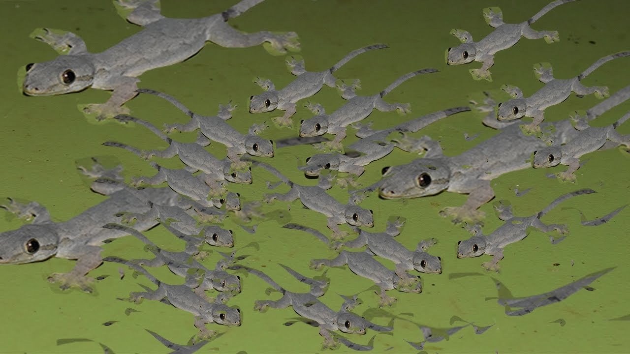 Observe the Gecko at my home at night in Cambodia