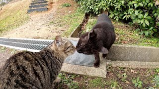 友達がいない黒猫に無邪気な子猫達を紹介したら・・・