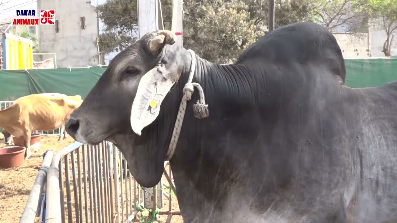 Fiara 2023: les gros bœufs du milliardaire Baba Diao Itoc