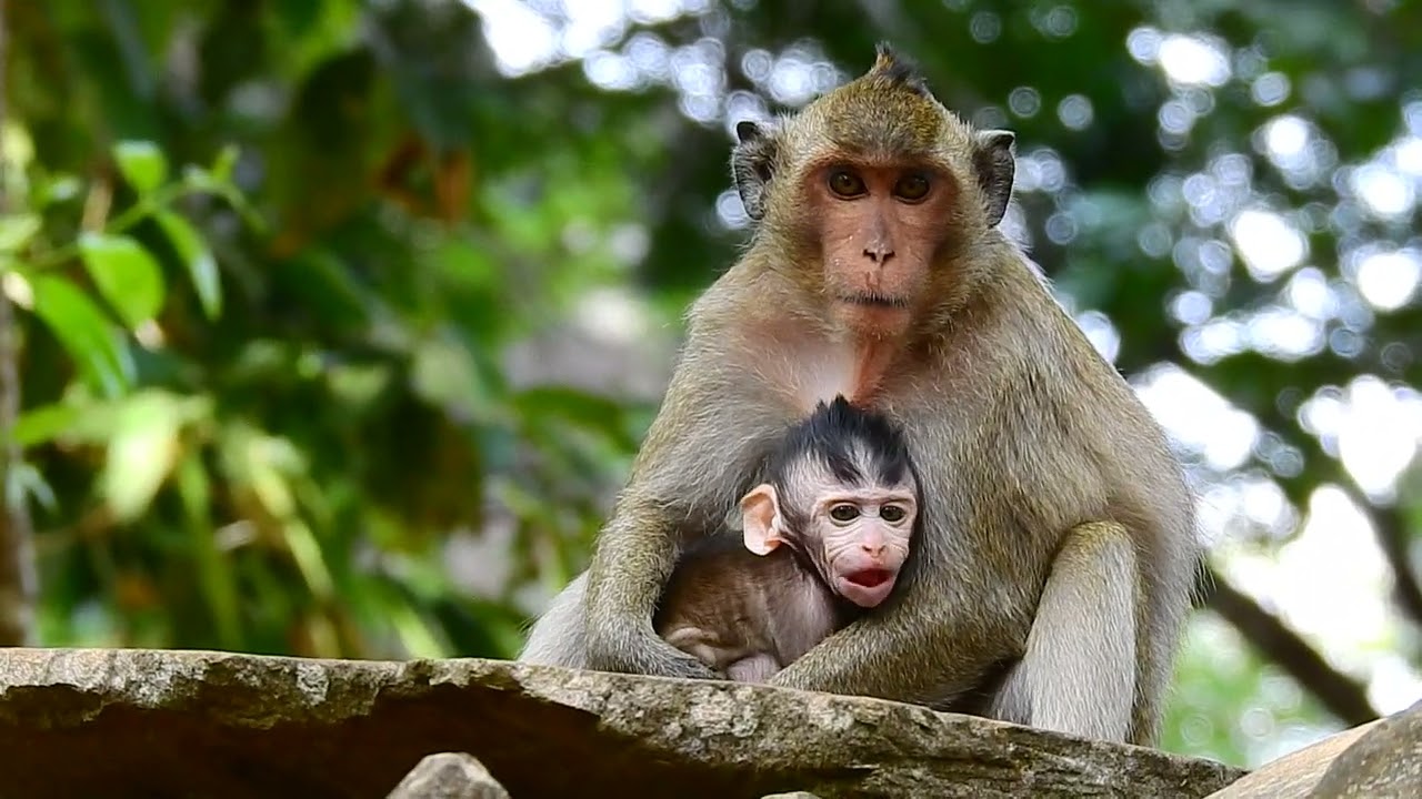 baby monkey live with mom