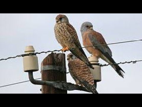 صقر الشرياص او صقر العوسق او صقر الجراد اذكى صقر ف العالم