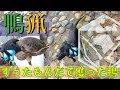 【鴨猟】すったもんだして獲った鴨！猟犬とゆく狩猟の世界！
