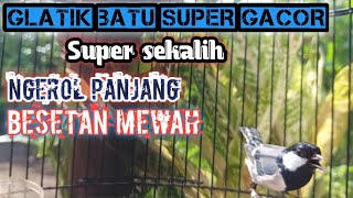 GLATIK BATU GACOR Emosi mencari lawan