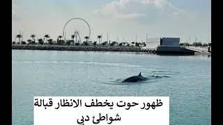 ظهور حوت على شواطئ دبي يخطف الانظار