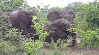 Jabulani elephant herd Matriarch, Tokwe sleeping in the bush on a walk in the wilderness