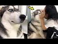 ♥面白いことをしているかわいい犬と猫P28♥面白い動画2018