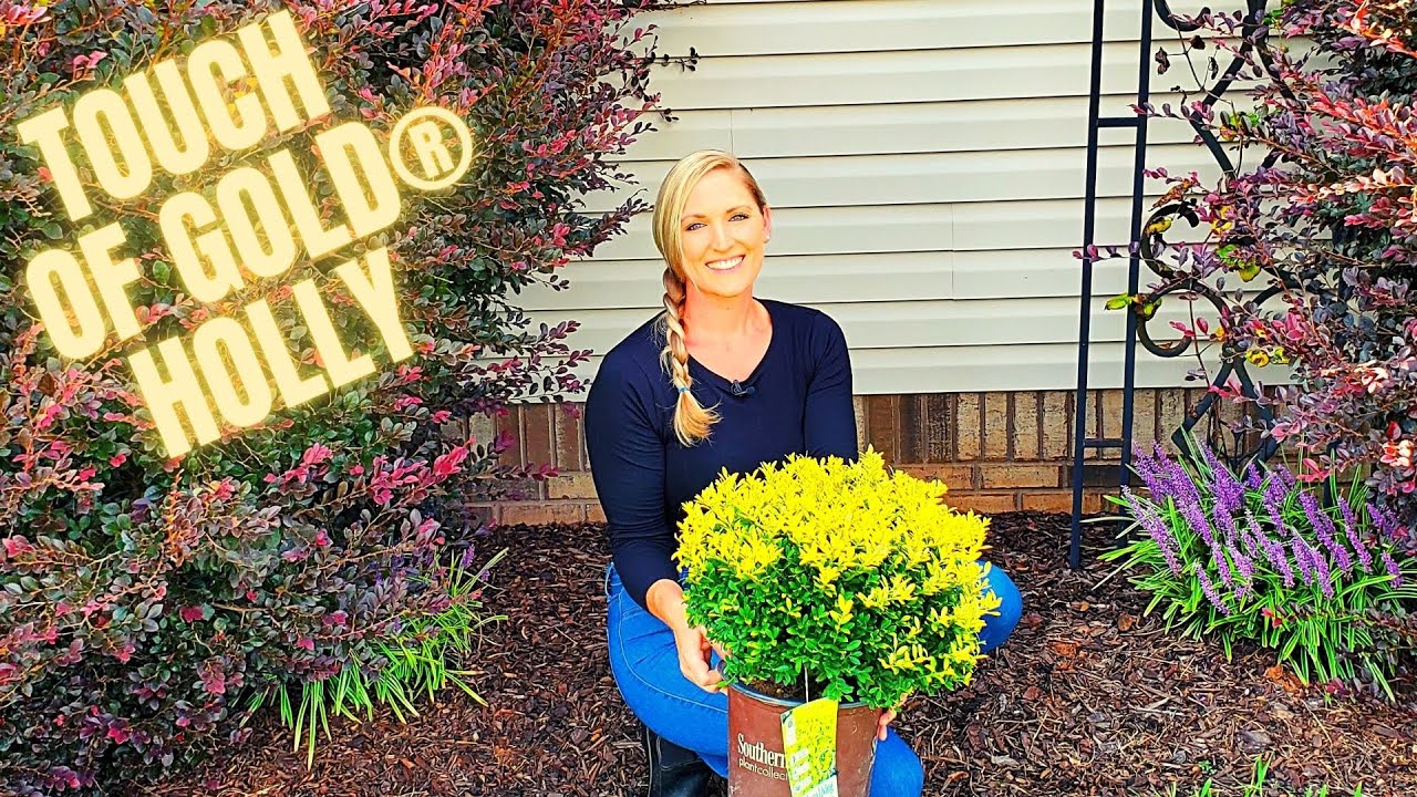 Touch of Gold® Holly Planting A Stunning New Foundation Plant YouTube