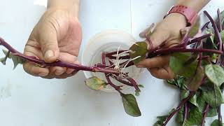 Paano Magtanim ng Alugbati (Malabar Spinach/Nightshade) Gamit ang Sanga