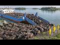 They Released Water Buffalo on a Dead Island — What Happened 5 Years Later Shocked the World
