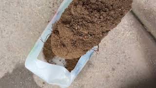 APES | Sustainable DIY | Home Garden