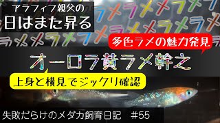 多色ラメのメダカの魅力　オーロラ黄ラメ幹之【メダカ 飼育 日記 55】