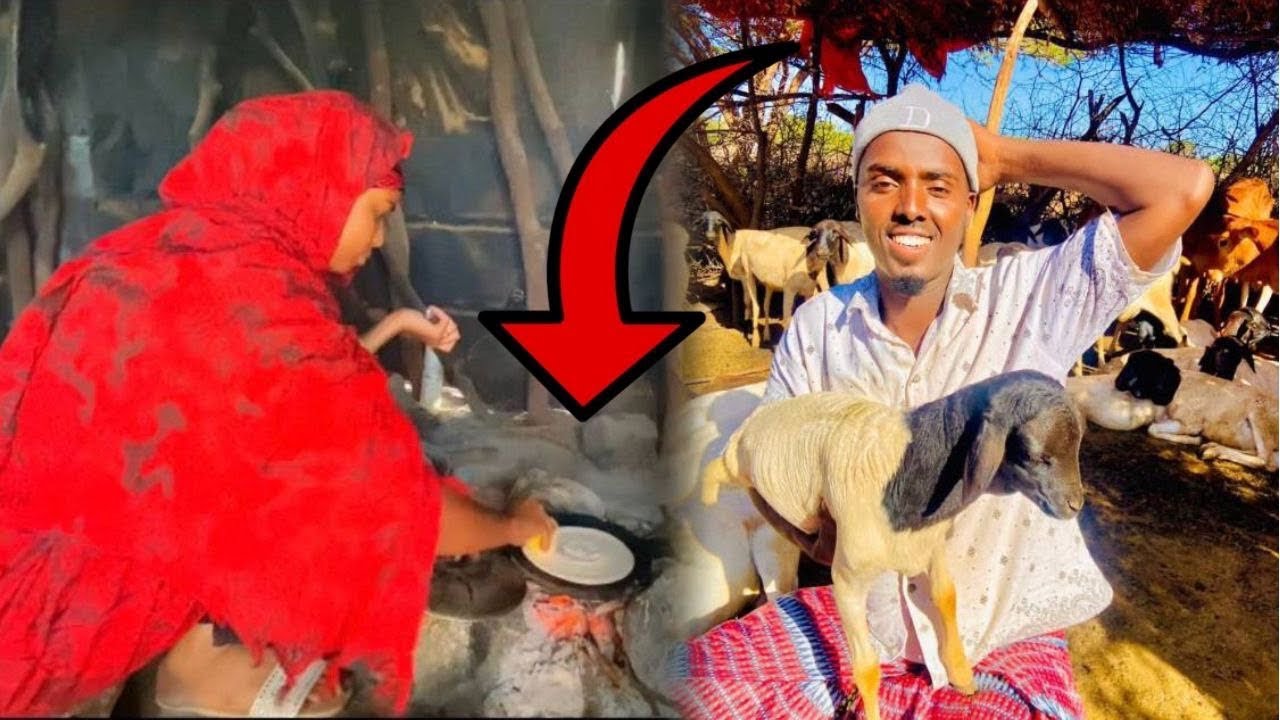 NOLOSHA DHABTA AH EE BAADIYAHA TAAL!!