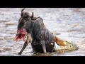 Unlucky Wildebeest Falls Victim to Crocodile Ambush!