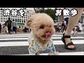 【散歩】渋谷スクランブル交差点&センター街を闊歩する【ティーカッププードル トイプードル teacup poodle】