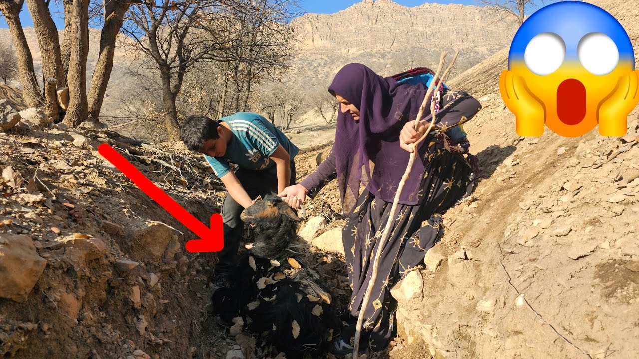 The Mysterious Death of the Pregnant DIRA Family Sheep — The Truth That Will Shock You😱🤯