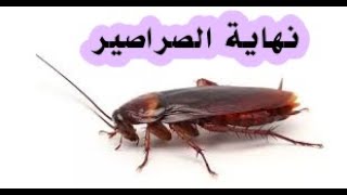 عجينه سحرية للصراصير والبراص والوزغ تقضى عليهم في ساعة واحدة