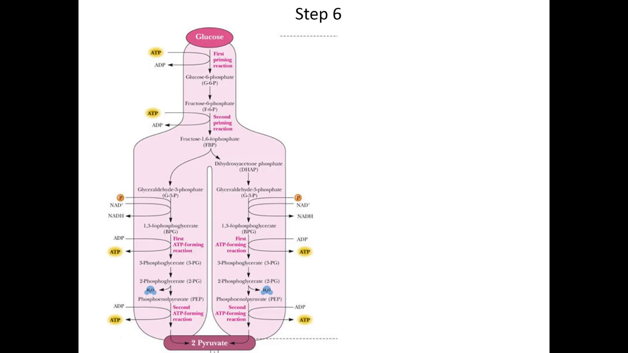 Lecture 12A - Glycolysis: Stage 2