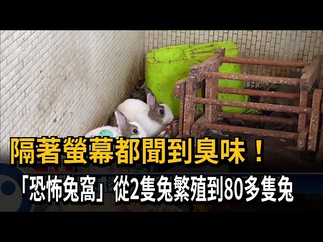 公寓養80多隻兔子 恐怖兔窩惡臭擾鄰－民視台語新聞