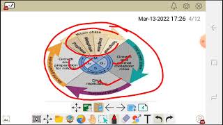 THE CELL CYCLE (INTERPHASE and MITOSIS  PHASE)