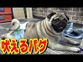 無駄吠えしないと言われているパグが吠えたら、こうなります。うちのパグ『おまめ日記』《ブサかわパグ動画》 無言のパパ篇