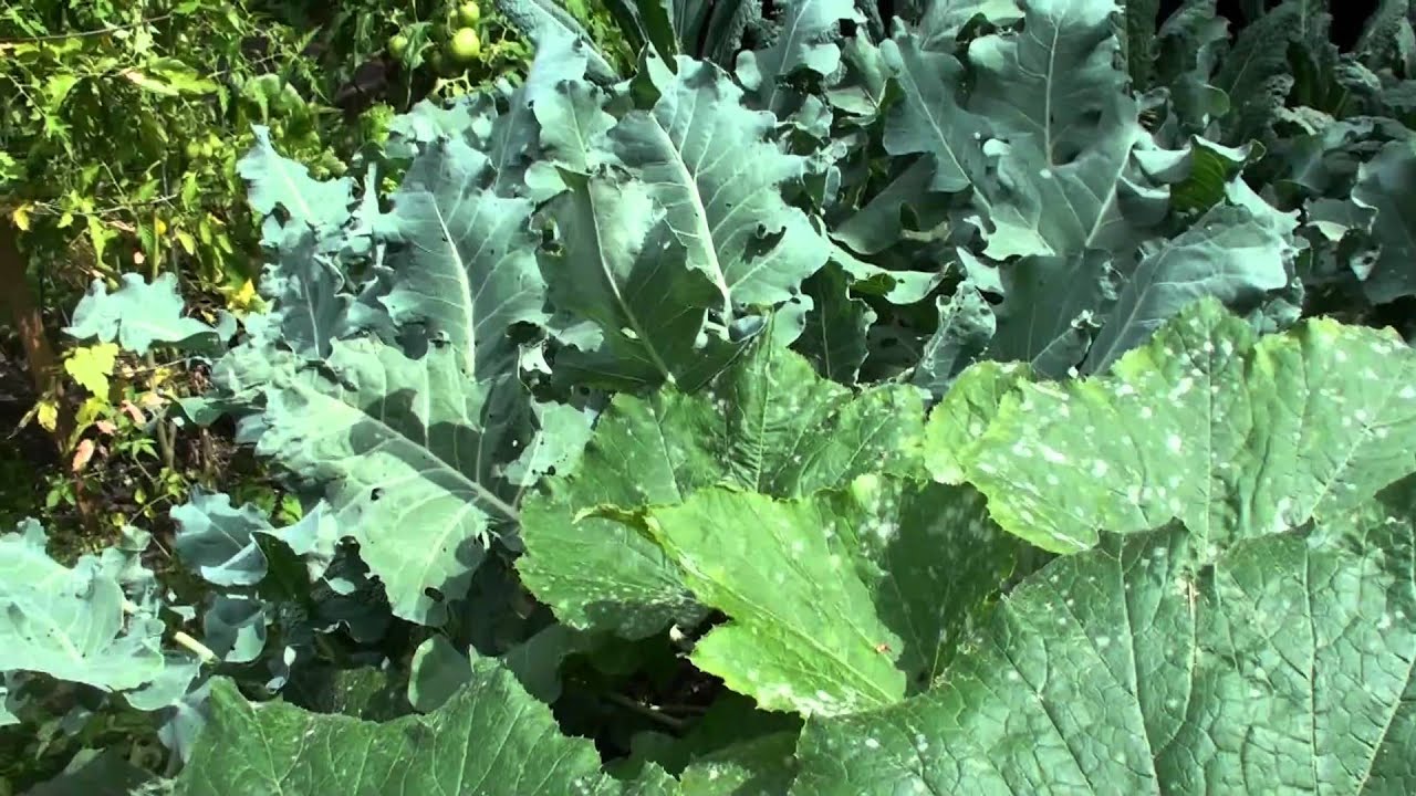 Organic Gardening Spacing Squash Bell Peppers & Broccoli YouTube