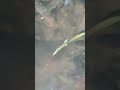 ヤマアカガエルのオタマジャクシ 2026.4.29