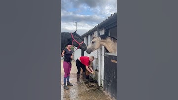 Thumbnail of ANGRY HORSE! GELDING V STALLION 😡