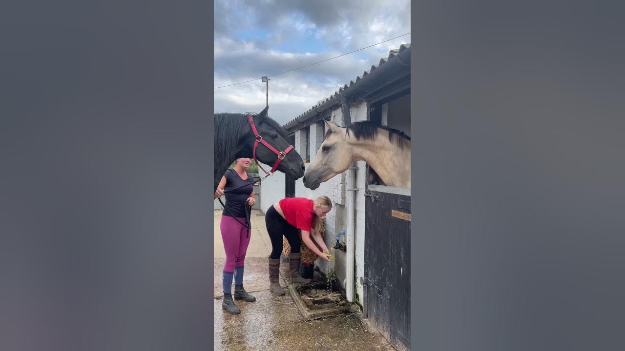 ANGRY HORSE! GELDING V STALLION 😡