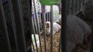 Funny goat scream 😂 🐐