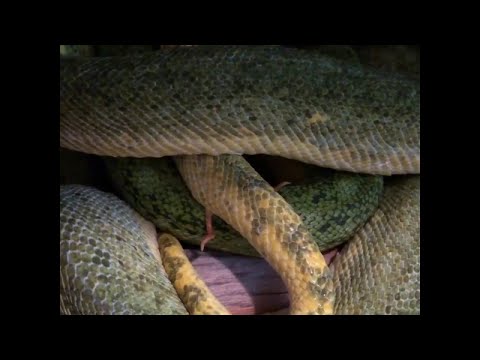 A Look at Spurs of a Male Green Tree Python || ViralHog