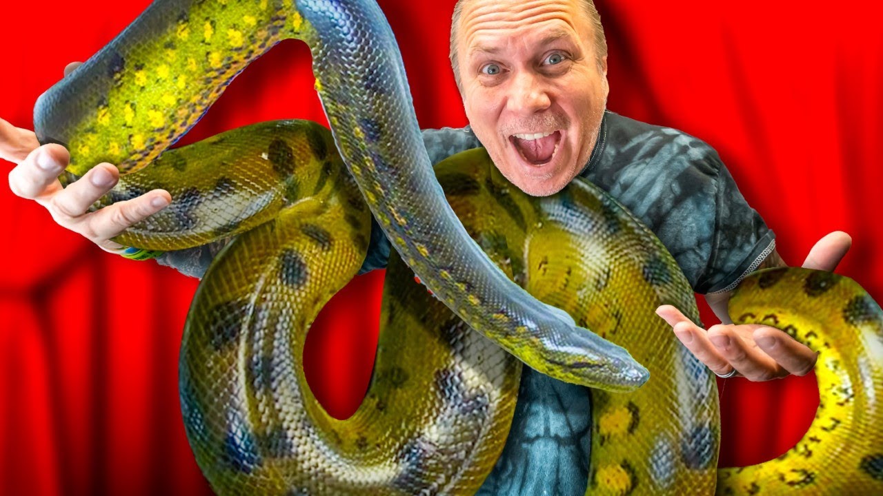Are Anacondas A Dream Pet Snake? YouTube