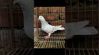 #music #banglasong #song #coversong #love #birds #raisenpigeons #pigeon #kabootarba #kabutar