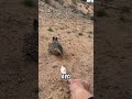 Gerçek Road Runner Bu! Çizgi Film Değil 😳