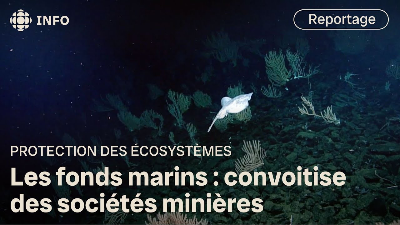 Extraire des métaux des fonds marins, une bonne idée? | Découverte