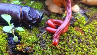 The Future of Coexistence: Breeding Rare Millipedes, Snails, Rhino Beetles #RareSpecies