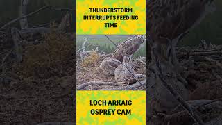 Thunderstorm interrupts feeding time on osprey nest