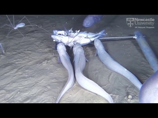 Scientists Find 3 Bizarre New Sea Creatures In Pitch Black Part Of