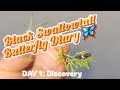 Black Swallowtail Diary, Day 1: Discovery 