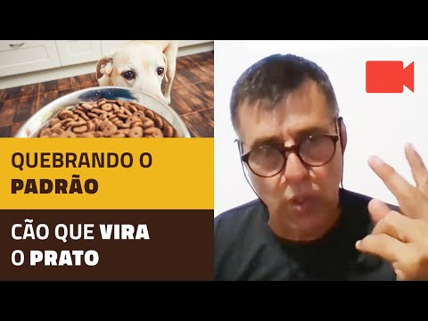 Quebrando o Padrão. Cão que Vira o Prato.