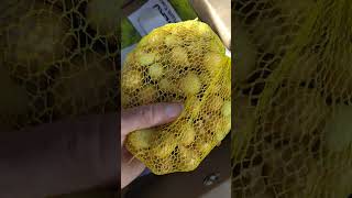 Gurney s seed unboxing