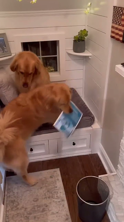 When a girl moves in. #shorts #teddy #realestate #dog #funny